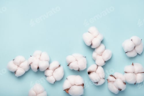 Preview: Cotton bolls on a blue background. Flat lay, top view