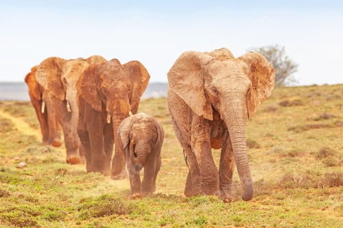 Preview: An Elephant Procession in Addo