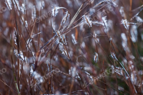 Preview: Wild flower in meadow, grass flower Nature background.