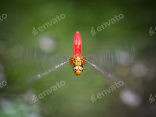 Preview: flying dragon fly