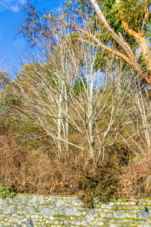 Preview: Bare Trees In Winter At Lincoln Park In West Seattle, Washington.
