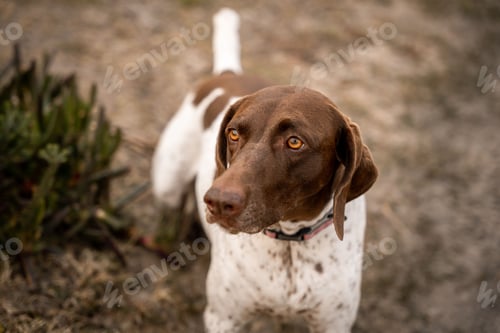 Preview: Close-up portrait of an English Pointer dog in a forest park