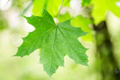 Preview: Fresh spring green close up maple leaf on a blurred garden background