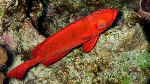 Preview: Bigeye Soldierfish, Red Sea