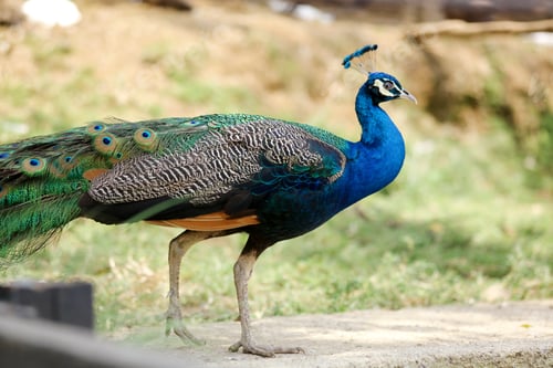 Preview: Peacock Tails