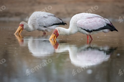 Preview: Two yellow billed storks, Mycteria ibis, fishes for frogs