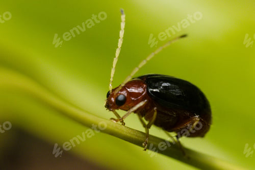 Preview: Small insects macro details texture kenya east africa