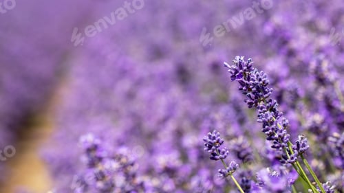 Preview: Lavender field. Beautiful lavender landscape. Nature, travel.