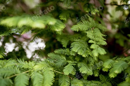 Preview: Closeup shot of green ferns with a blurred background