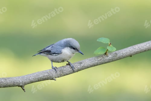 Preview: Cute nutchatch on a branch.