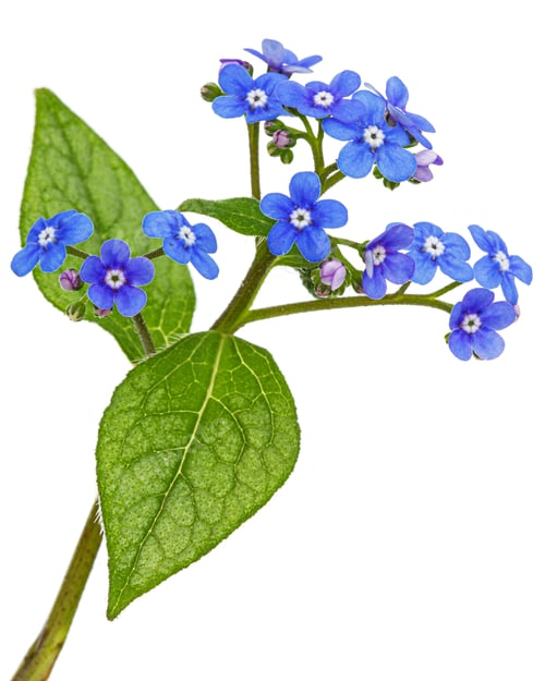 Preview: Blue flowers of brunnera, forget-me-not, myosotis, isolated on white background