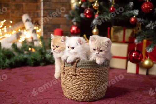 Preview: Three British chinchilla kittens are sitting in a basket under a Christmas tree with gifts