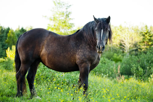 Preview: Side View of a Beautiful Strong horse in nature