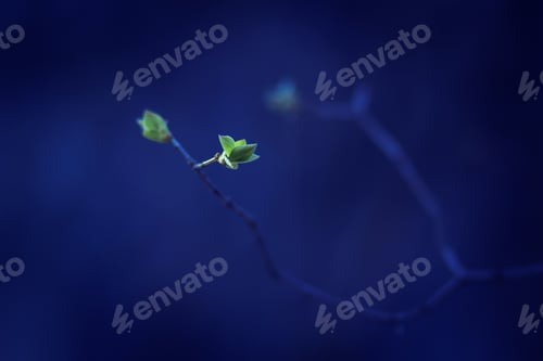 Preview: Closeup of twigs with leaf buds ready to burst over blue sky background.