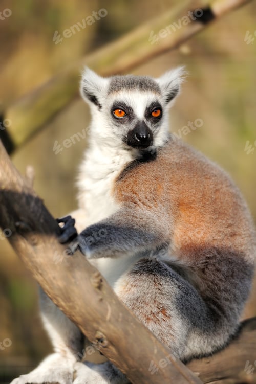 Preview: Lemur