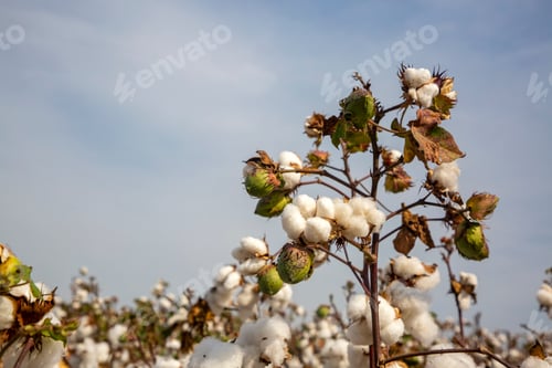 Preview: Cotton field (Turkey - Izmir). Agriculture concept photo.