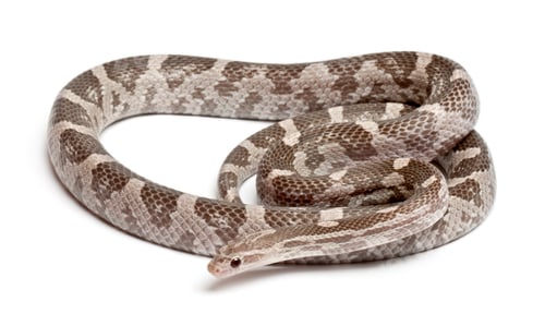 Preview: Lavender Corn Snake or Red Rat Snake, Pantherophis guttatus, in front of white background