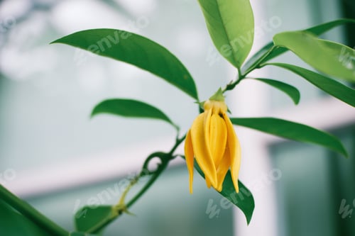 Preview: Ylang Ylang flowers blooms on early in the sunshine morning. Toned with color filter and soft noise