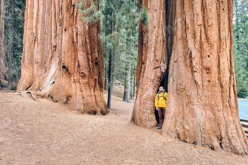 Preview: Tourist With Backpack Hiking In Sequoia National Park. California, United States.