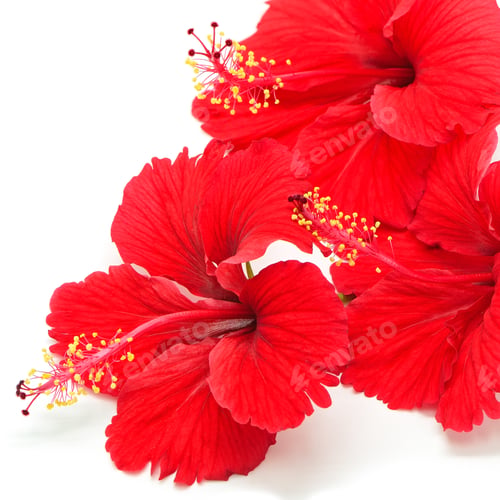 Vorschau: roter Hibiskus