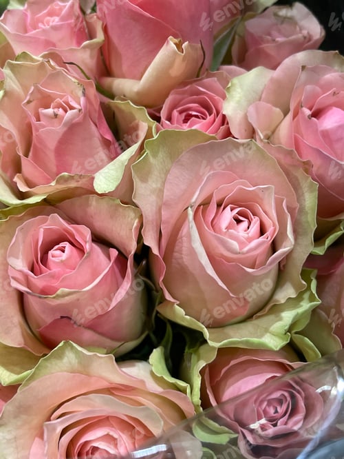 Preview: Roses