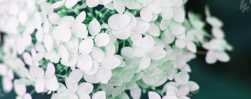 Preview: white hydrangea flower with copy space on a green leaves background in the garden