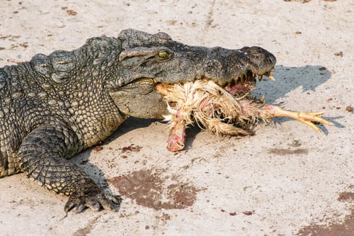 Preview: wildlife crocodile catches and eating a chicken