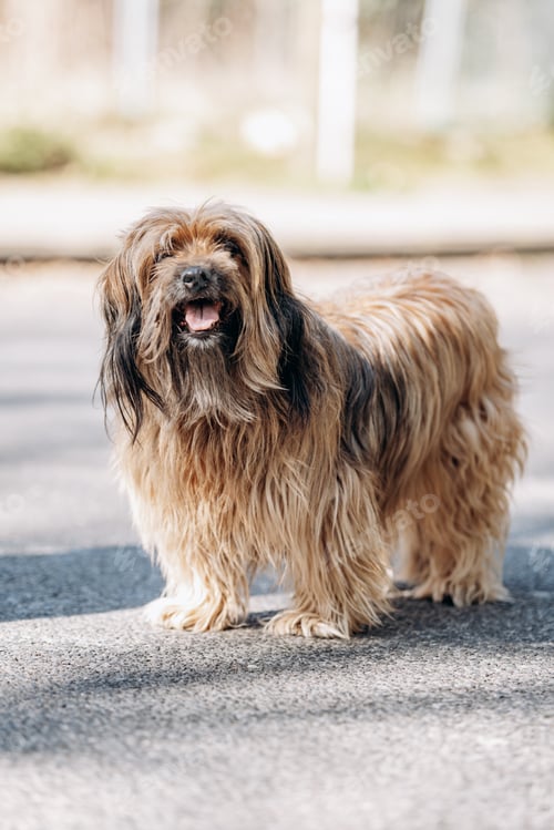 Visualização: Tibetan terrier dog walks on the asphalt in the Park