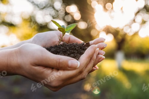 Preview: partial view of woman holding plant with ground in hand palms