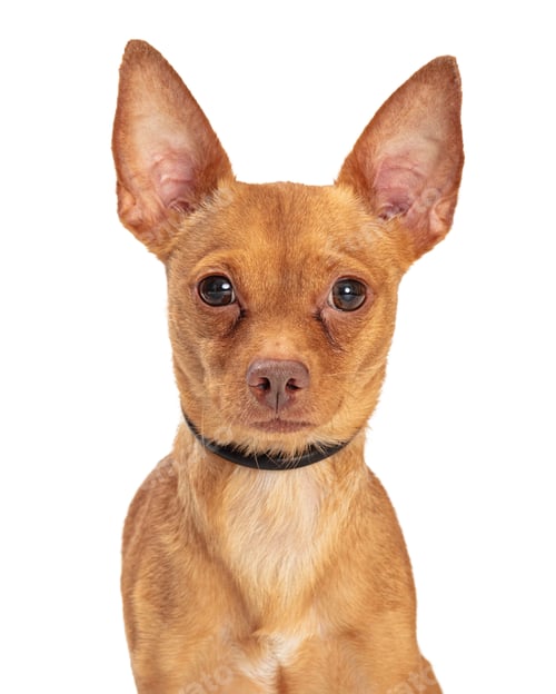 Preview: Small Chihuahua Crossbreed Close-up