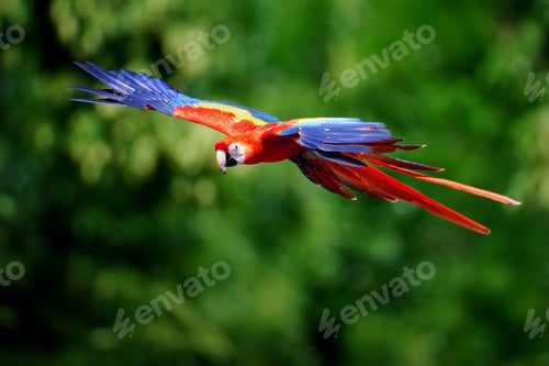 Preview: bird, parrot, Scarlet, Macaw, flying