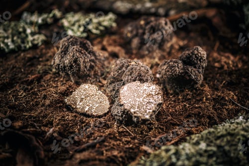 Preview: Black truffle mushroom