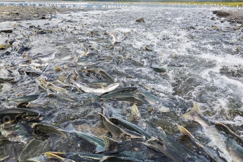 Preview: Spawning salmon