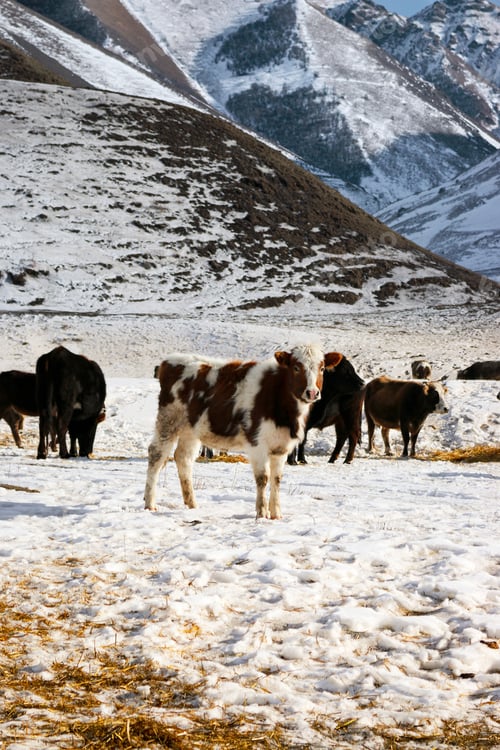 Preview: A herd of cows grazing among the mountains
