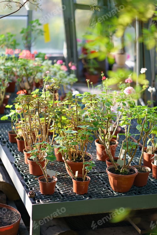 Preview: Geranium seedling growing in terracotta ceramic pots in greenhouse. Houseplants greenhouse interior