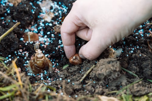Preview: hand sadi in soil-soil flower bulbs. Hand holding a crocus bulb before planting in the ground