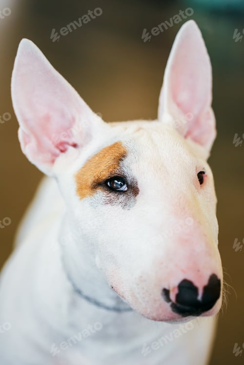 Preview: Close Up White Bullterrier Dog