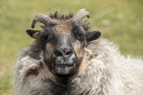Preview: Close up portrait of an icelandic sheep.