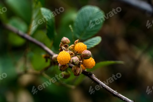 Preview: Closeup view of wild fruits