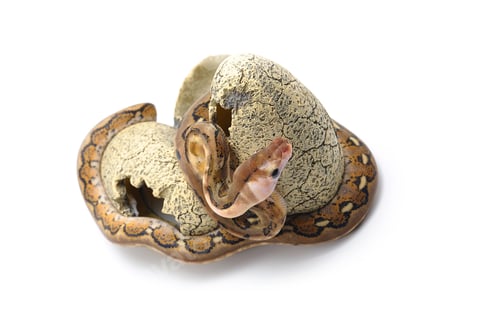 Preview: Snake Reticulated python isolated on white background