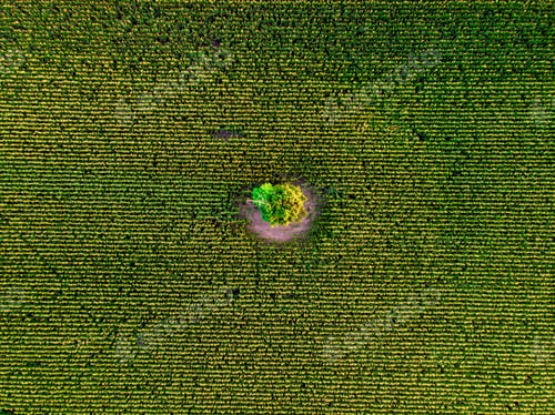 Preview: Aerial drone top view of cultivated green corn field with lonely tree, abstract texture