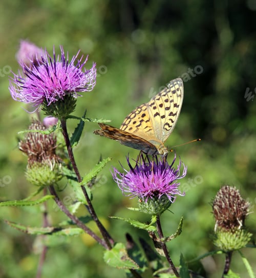 Preview: Monarch butterfly on red flower