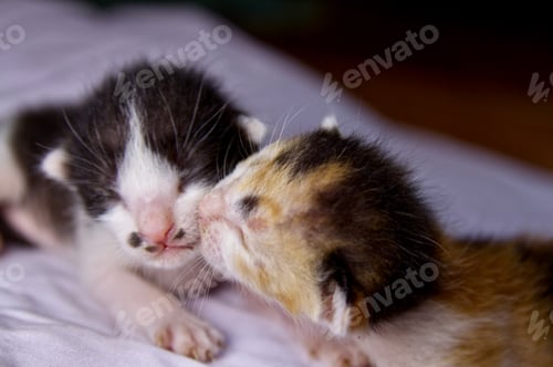 Preview: Kitten cat baby cute animal pet background