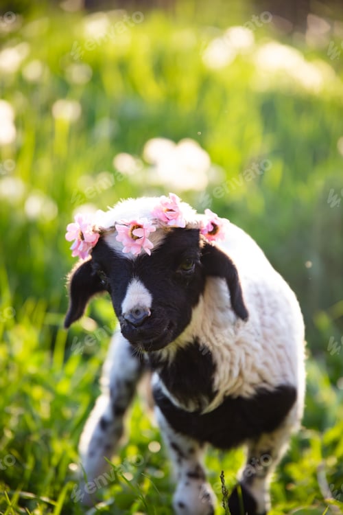 Preview: Beautiful baby lamb with flower wreath in magic light