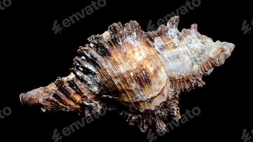 Preview: Chicoreus ramosus Shell on Black Background