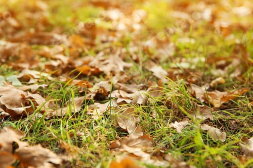 Preview: Autumn leaves on ground in beautiful park