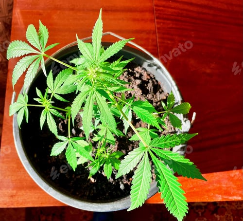 Preview: Closeup of marijuana plant