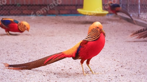 Preview: Colorful Golden pheasants on the ground in enclosure at the zoo