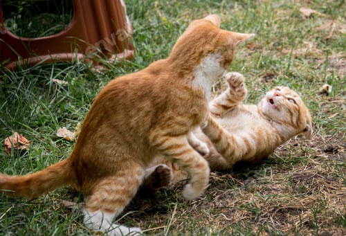 Preview: Ginger cats playing at the grass, fight