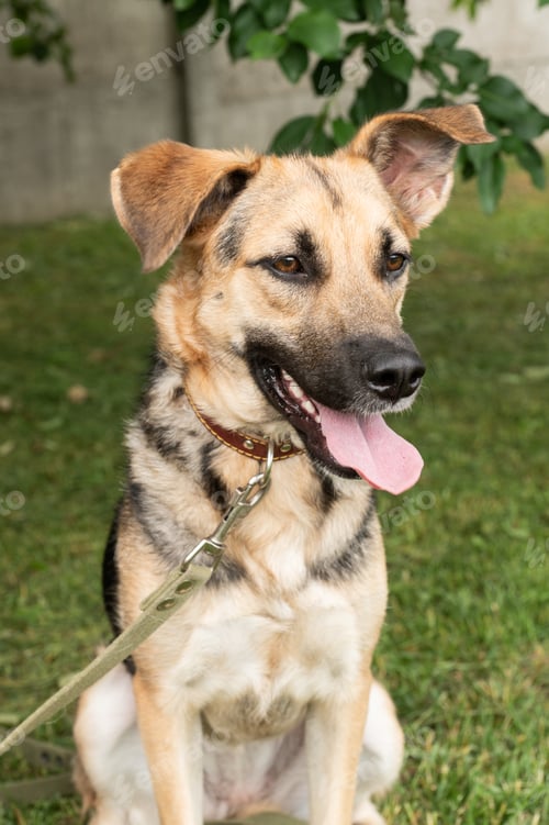 Preview: Dog Theft Awareness Day Happy Mixed Breed Dog with Leash Outdoor